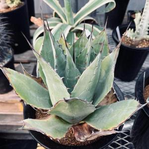 多肉植物:アガベ パラサナ 頼光*幅23cm 現...の商品画像
