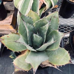 多肉植物:アガベ パラサナ 頼光*幅23cm ...の詳細画像1