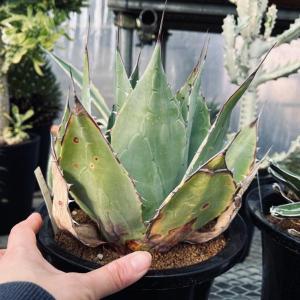 多肉植物:アガベ パラサナ 頼光*幅23cm ...の詳細画像2
