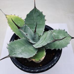 アガベ【氷山】多肉植物① 多肉植物：アガベ 氷山*幅8cm | サボテン＆多肉植物,多肉植物