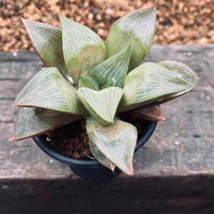 多肉植物：ハオルチア ピリフェラ錦*S 幅5cm : 遊恵盆栽 Yahoo!店