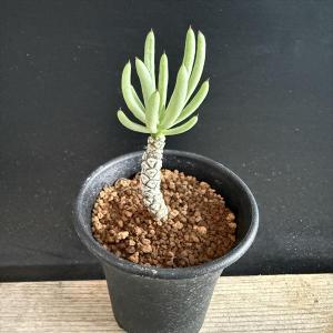 サボテン：フェロカクタス 文鳥丸*幅12cm 現品！一品限り