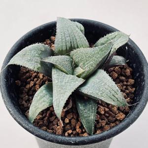 コーデックス：アデニア アクレアータ ソマリア産*塊根幅2.2cm 現品