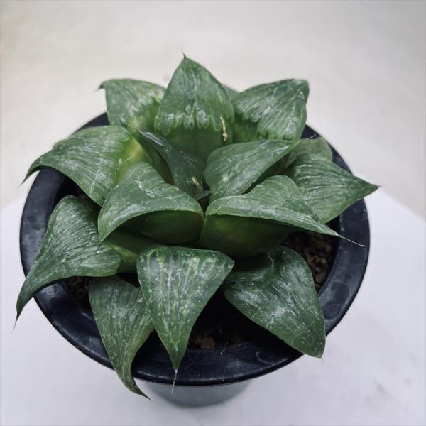 haworthia retusa