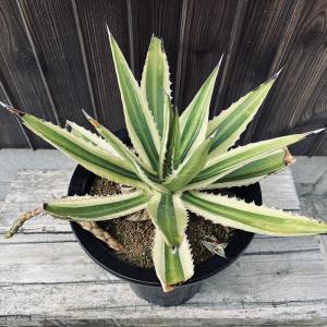 多肉植物：アガベ ホリダ錦*幅33cm 現品！一品限り : 遊恵盆栽 Yahoo