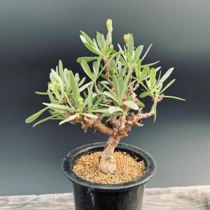マテレア　シクロフォラ　実生 メキシコ産のガガイモ Matelea cyclophylla(マテレア