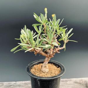 コーデックス：オトンナ オブツシロバ*葉幅15ｃｍ　現品！一品限り｜y-bonsai