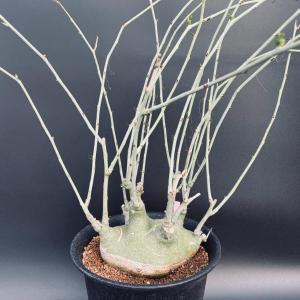 特価！コーデックス：アデニア　グラウカ×スピノーサ*塊根幅16ｃｍ　現品！一品限り｜y-bonsai