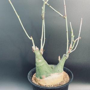 特価！コーデックス：アデニア　グラウカ×スピノーサ*塊根幅14ｃｍ　現品！一品限り｜y-bonsai