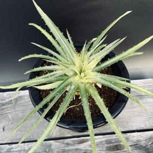 サボテン：ホマロケファラ 綾波 武蔵*幅5cm 現品！一品限り : 遊恵盆栽