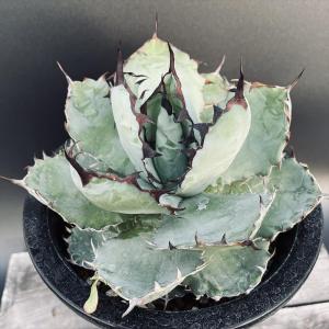 多肉植物：アガベ アメリカーナ錦 那智の輝き*幅18cm : 遊恵