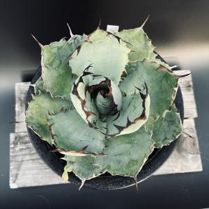 多肉植物:アガベ チタノタ ブラックアンドブル...の詳細画像1