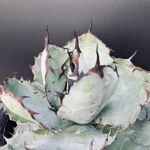 多肉植物:アガベ チタノタ ブラックアンドブル...の詳細画像3