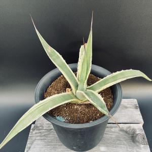 多肉植物：アガベ サルミアナ バターフィンガーズ*幅50cm 現品！一品