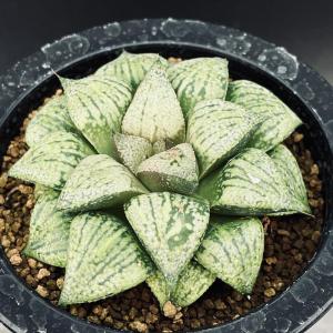 コーデックス：アデニア アクレアータ ソマリア産*塊根幅2.2cm 現品