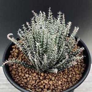 多肉植物：ハオルチア コレクタ錦*幅8cm 現品！一品限り : 遊恵盆栽