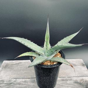 アガベ　アメリカーナ錦 アガベ・アメリカーナ錦 - 植物と暮らす m-plant