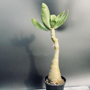 コーデックス：チレコドン　パニクラーツス　阿房宮*幹幅5ｃｍ　現品！一品限り｜y-bonsai