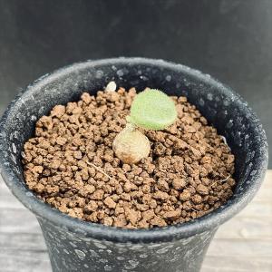 コーデックス：キフォステンマ ウター マクロプス*塊根幅30cm 現品