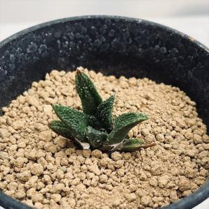 サボテン：フェロカクタス 文鳥丸*幅26cm 現品！一品限り : 遊恵盆栽