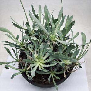 【大株】ペラルゴニウム ミラビレ 発根済み 現地株 塊根植物 コーデックス 植物×鉢】ペラルゴニウム ミラビレ 現地球 大株 発根済み