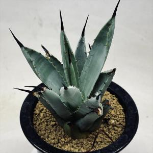 多肉植物：アガベ 笹の雪白虎斑 極氷山*9.5cm 現品 一品限り