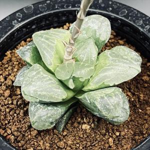 多肉植物：ハオルチア ピグマエア*幅6cm : 遊恵盆栽 Yahoo!店 - 通販