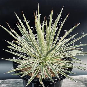 アガベ【屈原の舞錦】 多肉植物：アガベ 屈原の舞扇*L 幅16cm : 遊恵盆栽 Yahoo!店