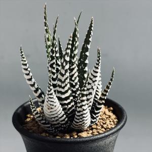 多肉植物：ハオルチア 白銀ピクタ交配種 クイーンフォックス*幅7cm