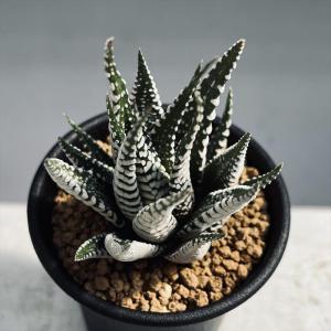 多肉植物:ハオルチア 十二の巻 ゼブラ*幅6cmの詳細画像1