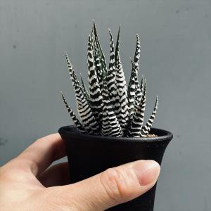 多肉植物:ハオルチア 十二の巻 ゼブラ*幅6cmの詳細画像2