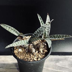 観葉植物：アガベ アテナータ*8号 現品をお届け 大型ヤマト便 : 遊恵