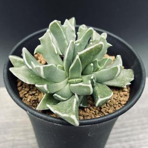 多肉植物 まるでエイリアンΣ（・□・；）Faucaria フォーカリアmix種子