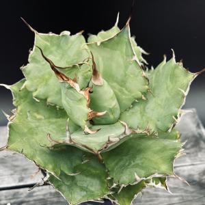 Lj_plants Aアガベ 多肉植物 笹の雪 氷山白中斑 極上斑 極上株 Lj_plants Y821 多肉植物 アガベ 笹の雪 丸葉氷山 白中斑 極上株