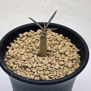コーデックス 塊根植物 アデニア グラウカ Adenia glauca EQ478 コーデックス 塊根植物 アデニア グラウカ Adenia glauca EQ478
