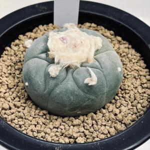 コーデックス：サルコカウロン ペニクリナム*葉幅3.5cm 現品！一品