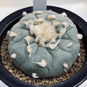 水石：鞍馬石【現品】*資材 くらま : 遊恵盆栽 Yahoo!店 - 通販