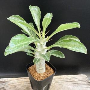 コーデックス：サルコカウロン ヘレー 竜骨城*葉幅3cm : 遊恵盆栽