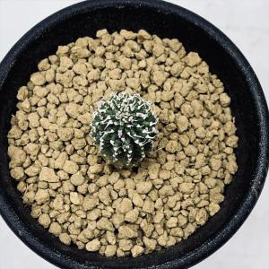 多肉植物:ガガイモ エキドノプシス ビヘンドゥ...の詳細画像1
