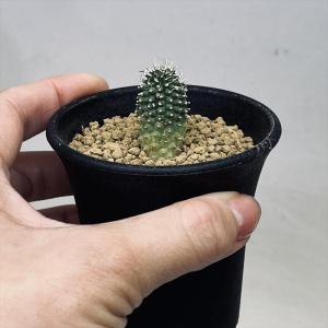 多肉植物:ガガイモ エキドノプシス ビヘンドゥ...の詳細画像2