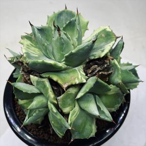 ユ*ウ様 アガベ　ピンキー　苗 アガベの最高峰 'ピンキー'について。世界中の愛好家さんが欲し