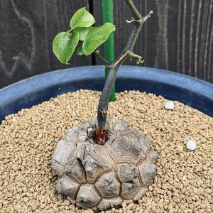 塊根植物 亀甲竜 4号 個体G コーデックス 亀甲竜 カッコイイ 亀