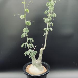 コーデックス：アデニア　グラウカ*塊根幅10ｃｍ　現品！一品限り｜y-bonsai