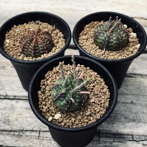 多肉植物:ユーフォルビア アトロビリディス*塊幅5cm : 遊恵盆栽 多肉植物:ユーフォルビア アトロビリディス*塊幅5cm : 遊恵盆栽