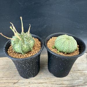 多肉植物:ユーフォルビア バリダ&子吹きシンメト...の商品画像