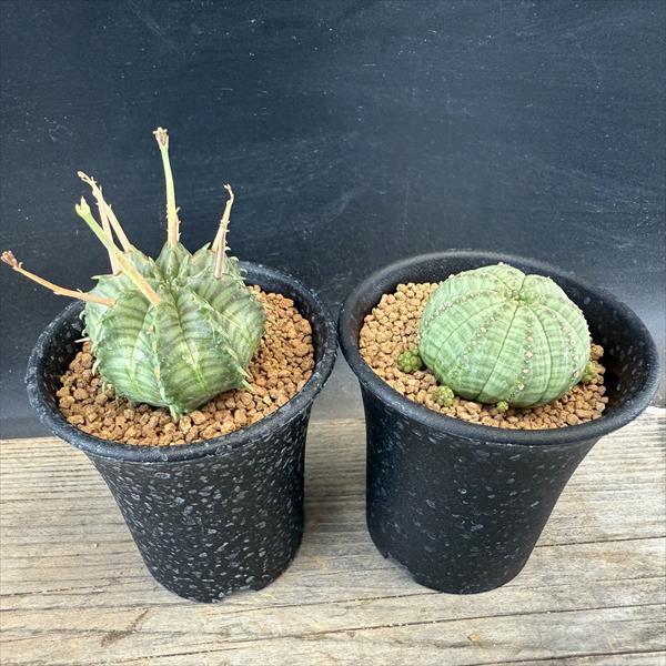 多肉植物：ユーフォルビア バリダ＆子吹きシンメトリカ セット*幅4ｃｍ