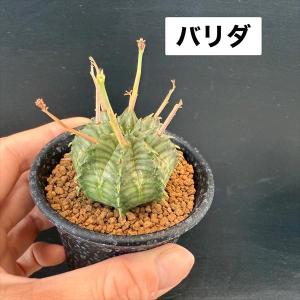 多肉植物:ユーフォルビア バリダ&子吹きシンメ...の詳細画像1