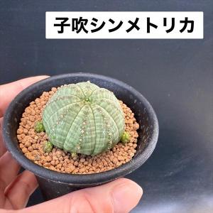 多肉植物:ユーフォルビア バリダ&子吹きシンメ...の詳細画像2