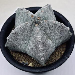 多肉植物：デンドロシキオス ソコトラーナ*塊幅3.5cm 現品！一品