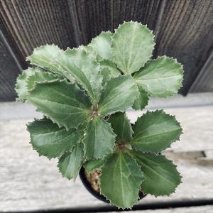 コーデックス:キフォステンマ ベティフォルメ*...の詳細画像1